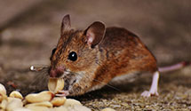 24 Hour & Emergency Exterminators in Maidsville, WV